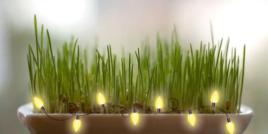 Le blé de Noël ou blé de la Sainte Barbe, une tradition séculaire