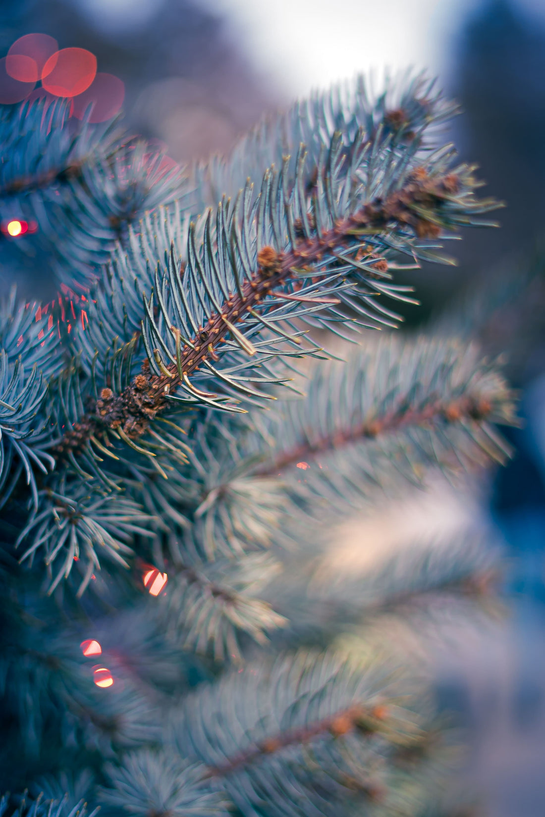 Sapin naturel ou sapin artificiel : lequel choisir ?