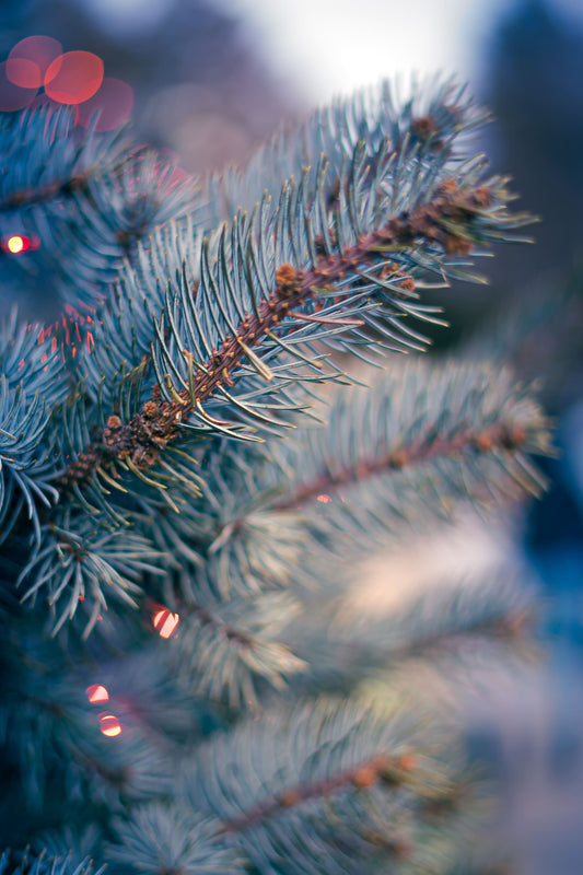 Sapin naturel ou sapin artificiel : lequel choisir ?