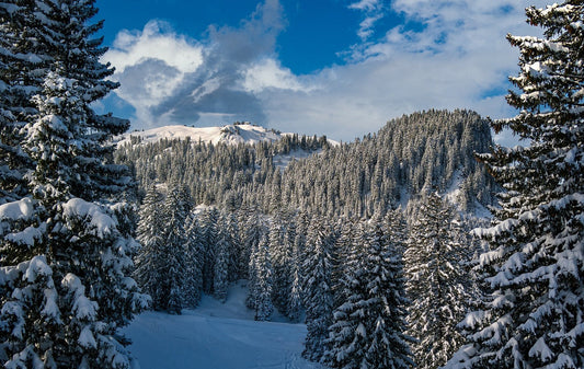 La tradition du sapin de Noël : une histoire riche et symbolique