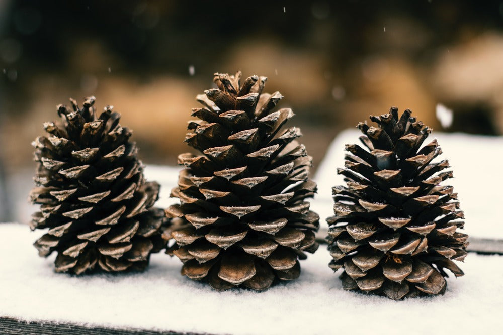 Que faire avec des pommes de pin pour Noël ?