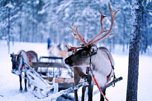 Historien om julerensdyrene og deres navn
