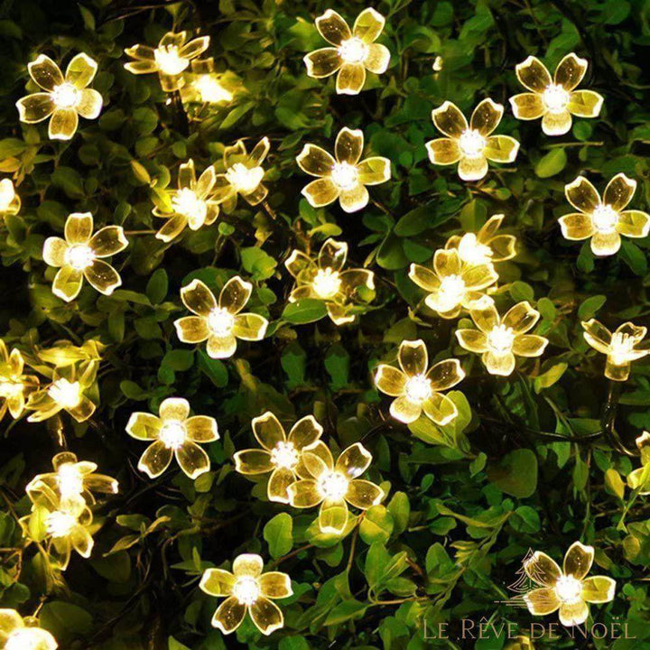 Guirlande lumineuse à fleurs blanc chaud à cinq pétales, allumée sur une haie verte en gros plan